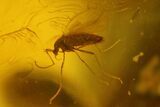 Fossil Springtail (Collembola) & Flies (Diptera) In Baltic Amber #150739-4